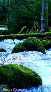 Nature Sounds ♬♬ with water sounds || Nature Discovers.......#shorts #naturesounds #natureshorts