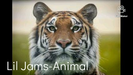 Lil Jams-Animal