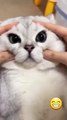 Funny cat videos _ cute cats _ Try not to laugh _ Cat videos Compilation #shorts