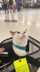 Airplane Ears on an Airplane Just Hit Different