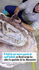 El fósil de una nueva especie de reptil hallado en Brasin de los dinosauriosoool arroja luz sobre la aparició
