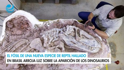 El fósil de una nueva especie de reptil hallado en Brasil arroja luz sobre la aparición de los dinosaurios
