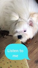 Dont go #pets
