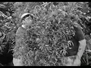 La Isla de Gilligan 1x07 Español Latino