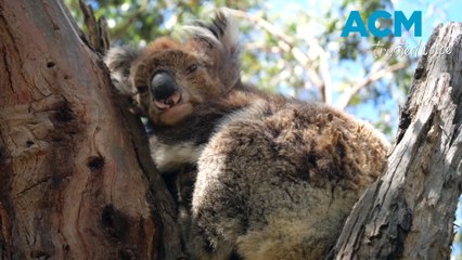 What are wildlife corridors?