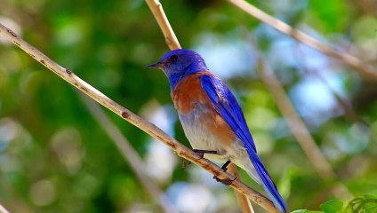 Birds flying in the garden - Marcelo Gil Machado