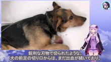 飼い主は犬の前足の先端を切り、動けなくした後、見知らぬ場所に遺棄した可能性がありましたThe owner may have cut the tip of the dog's front leg, rendered it immobile, and then abandoned it in an unknown location.