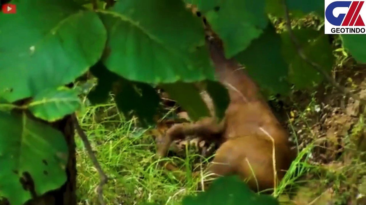 ANIMALS FIGHT