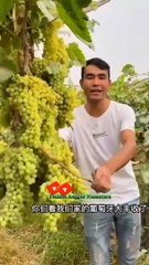 Garden of grapes,,,,