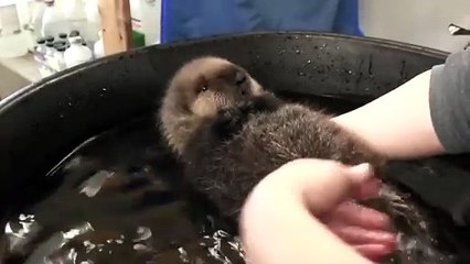 This is the cutest thing I've ever seen!!