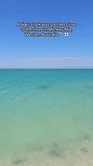 This is why I'm scared of the ocean