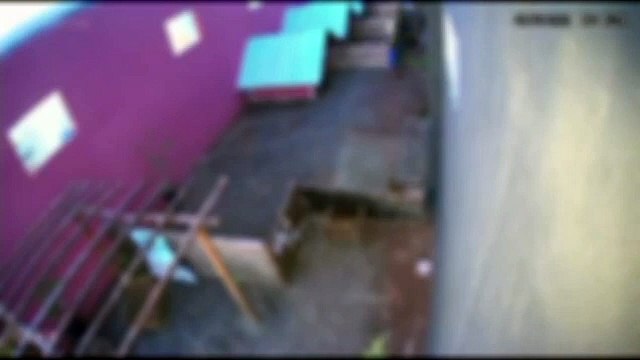 Tragédia em Nova Fátima: criança invade fazendinha e tira a vida de 23 animais