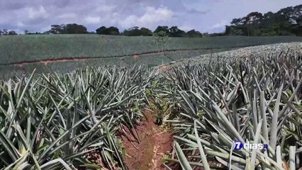 7dias-Biomateriales: Cosechado una cultura verde-141024