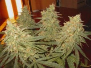 Clip ambiance tsé tsé_0001