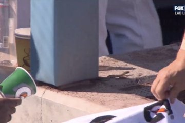 Los Dodgers se vieron sorprendidos por una serpiente en su dugout