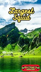 Animal Facts        Largest Squid          #shorts