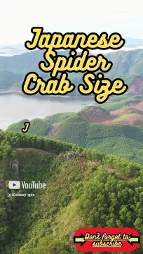 Animal Facts Japanese Spider Crab Size #shorts