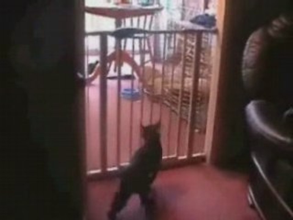 Funnycatjump[1]