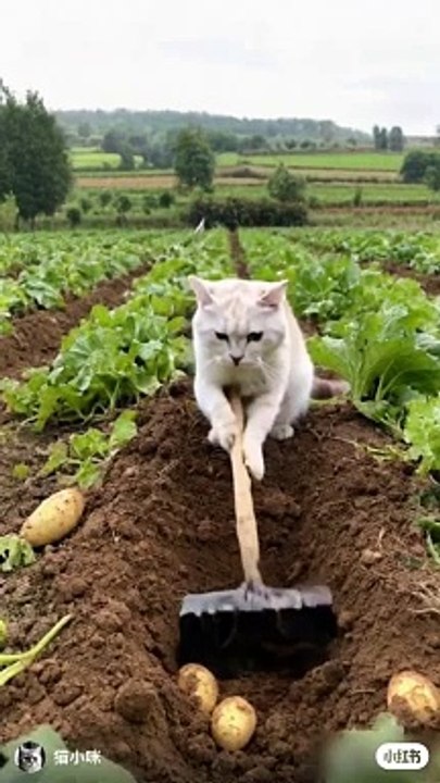 Oh my sweety cats 