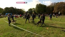 NO COMMENT: Increíble carrera de obstáculos para perros y dueños en Dinamarca