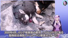 棒で打たれ、頭に深刻な傷を負った子犬、助ける事はもう出来ないと思われましたPuppy hit with stick, sustains serious head injury, thought beyond help