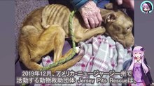 肋骨が浮き出るほどガリガリにやせ細り、動けなくなるまで放置され続けた犬 A dog who was left alone until he became so emaciated that his ribs were sticking out and he could no longer move.