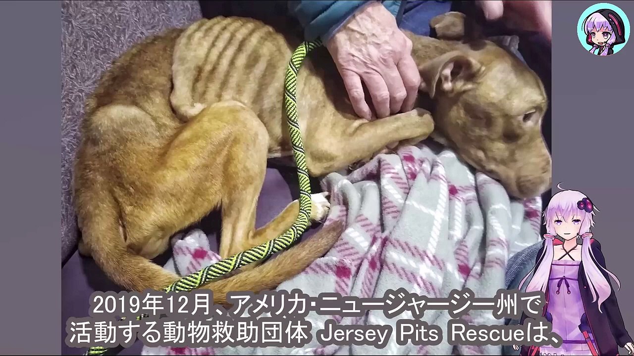 肋骨が浮き出るほどガリガリにやせ細り、動けなくなるまで放置され続けた犬 A dog who was left alone until he became so emaciated that his ribs were sticking out and he could no longer move.
