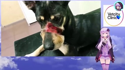 頬には穴が開き、鼻骨はむき出しにのまま、犬は誰かの助けを求めてさ迷い続けていました With a hole in his cheek and his nose exposed, the dog continued to wander in search of help.