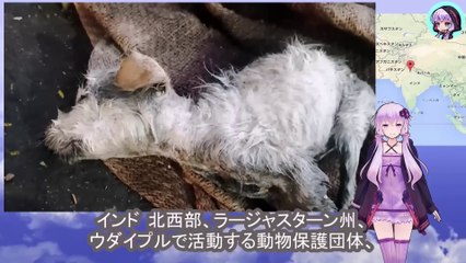 排水溝に落ちた子犬は冷たい水の中、昏睡状態のままその命は既に燃え尽きようとしていました A puppy who fell into a drain was left in a coma in the cold water, and his life was about to end.