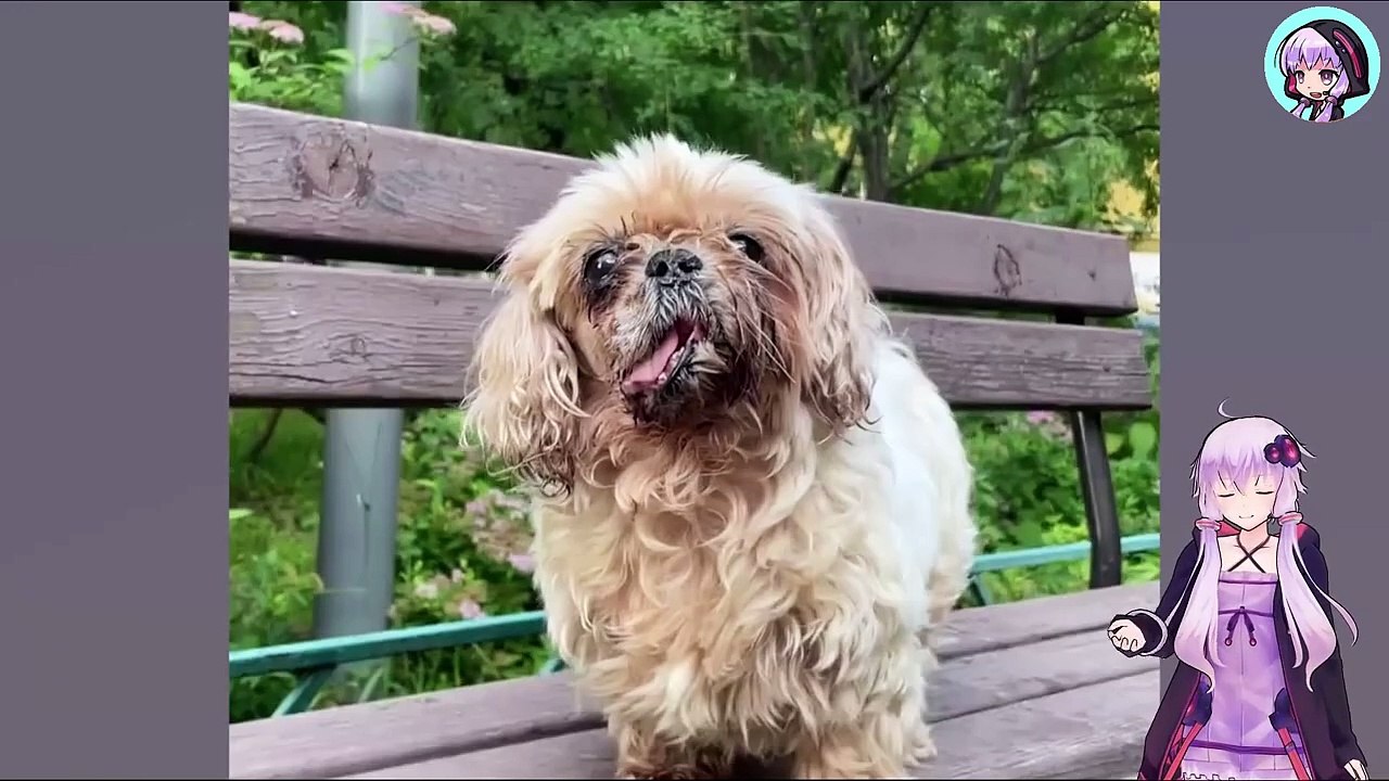 裏切られ、傷つけられたその犬は、それでもなお人間を信じようとしていました Betrayed and hurt, the dog still tried to trust humans.