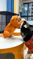 Funny Animal Videos That Will Make You LOL