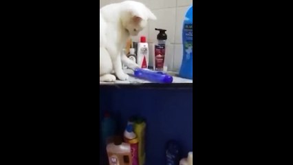 Funny animals -  Funny cats _ dogs -  Funny animal videos 2023  - Part 6_Haypyy Pett (1)