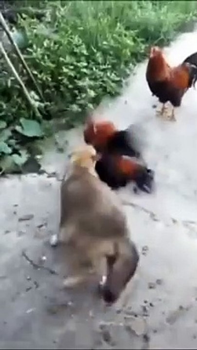 Funny Dog Videos Creative Commons _ No Copyrights