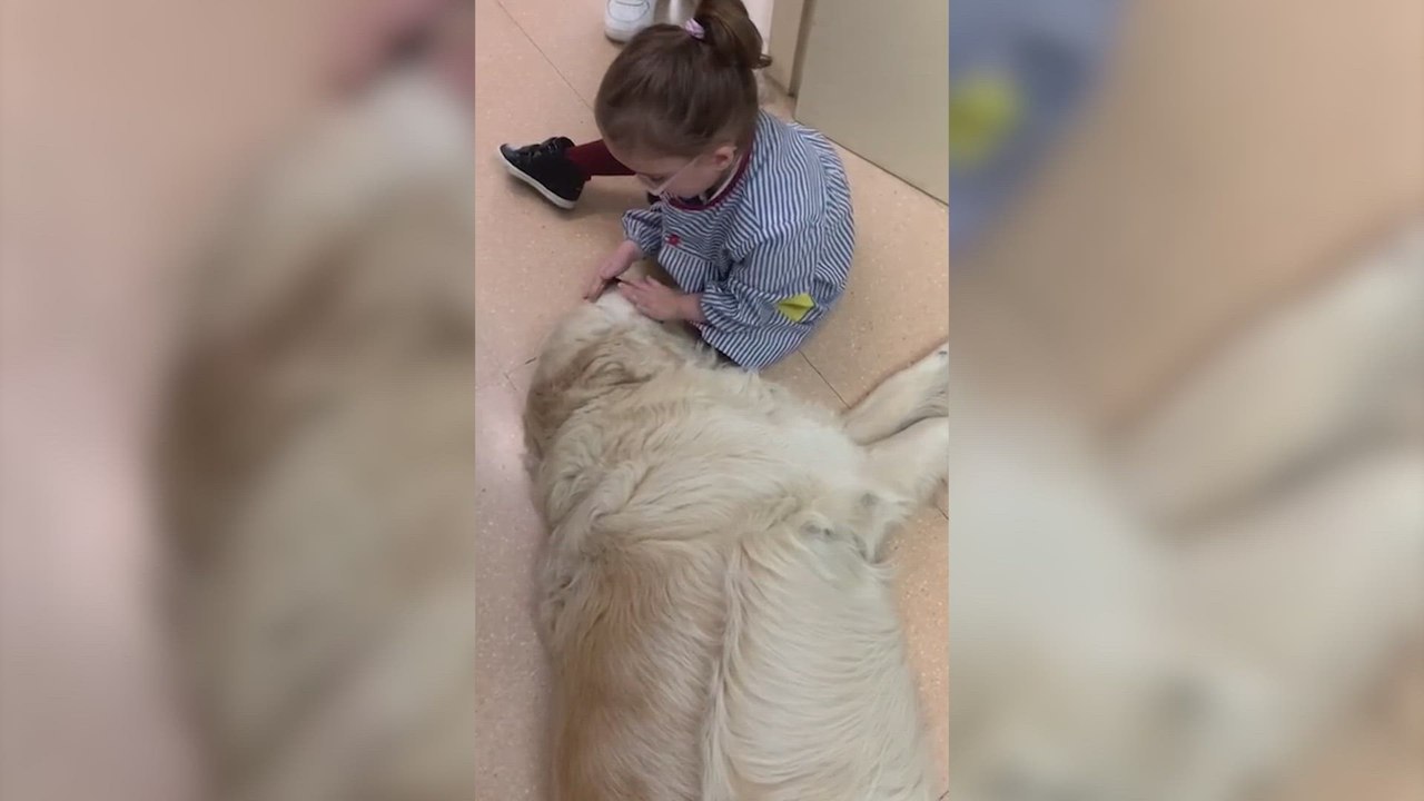 El Golden Retriever que acompaña desde hace 8 años a los niños de un colegio de Sabadell: "Es tan mono"