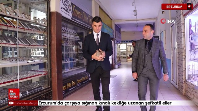 Erzurum'da çarşıya sığınan kınalı kekliğe uzanan şefkatli eller
