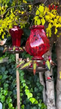 Birds/beautiful birds/beautiful birds in world