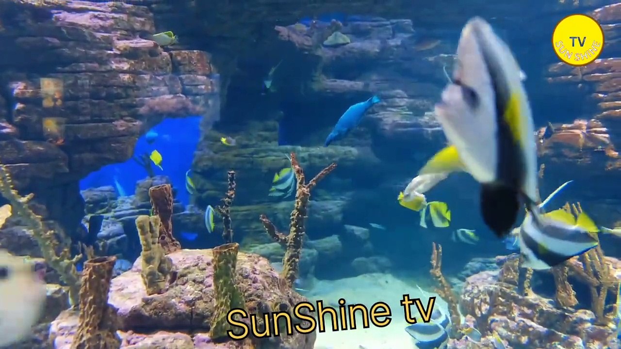 Exploring the Fascinating World of Fishes | Diversity, Habitats, and Adaptations!