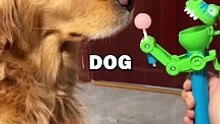 DOG GETS TRICKED! #pets #dogs