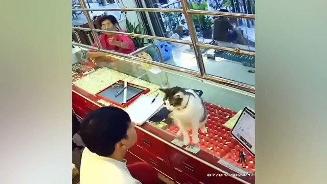 Funny cats 2024 _ Funny animal videos _ Funny dogs and cats videos 2024 _ try not to laugh _ cat tv