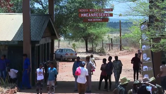 NO COMMENT: Así trasladan en una reserva de Kenia a casi 50 elefantes