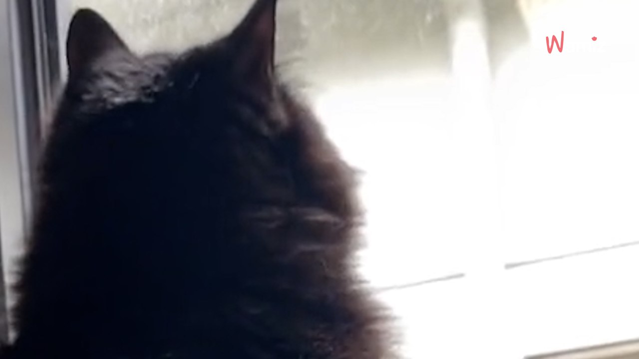 Il se renseigne sur le chat le plus timide du refuge : sa proposition laisse tout le monde sans voix (vidéo)