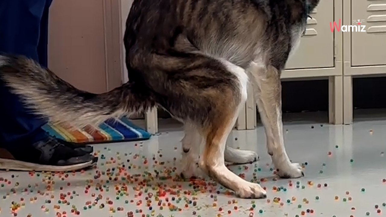 Hund muss kacken: Herrchen kann nicht fassen, was da raus kommt(Video)