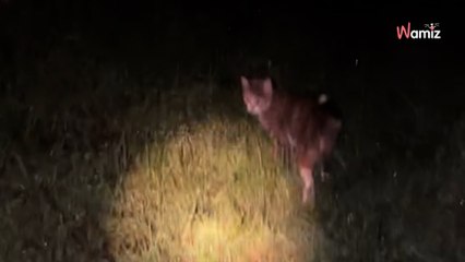 « Elle essayait de me conduire vers quelque chose » : une chatte demande de l’aide avant l’arrivée de l’ouragan Milton