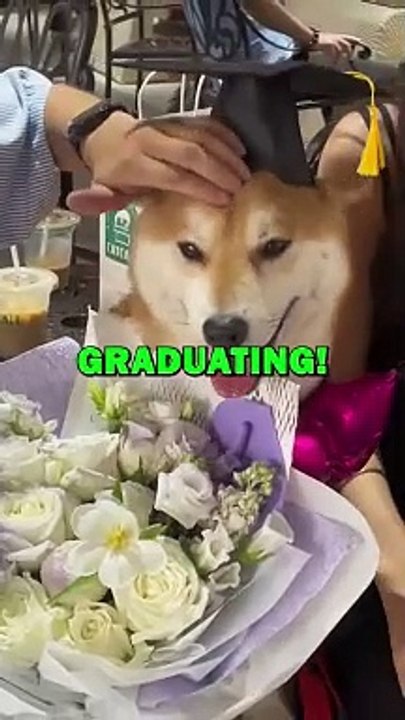 DOG FINALLY GRADUATING! #pets #animalstories #dogs