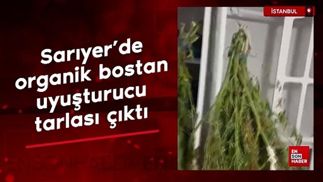 Sarıyer'de organik bostan uyuşturucu tarlası çıktı