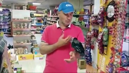 Rizeli adamın karga ile kurduğu sıra dışı dostluk şaşırttı! Çay ve etle besliyor