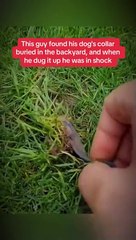 This guy found his dog's collar buried in the backyard
