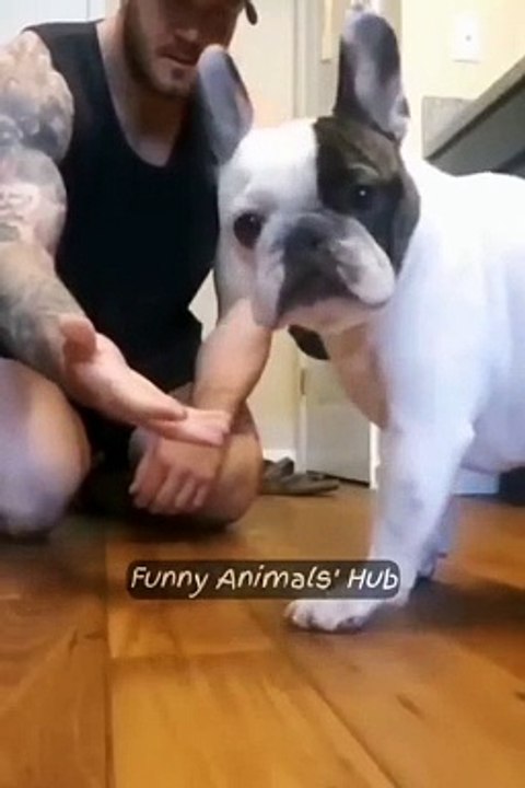 funny dogs
