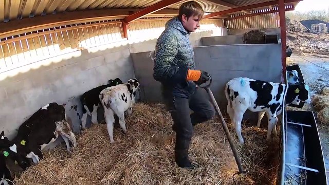Amazing Transporting And First Feeding Calves ｜ Opening New Part Of Stable ｜ New Cows Welcoming