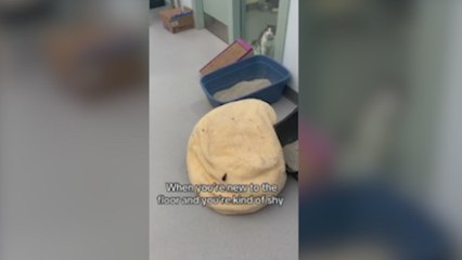 La almohada empezó a moverse sola en esta casa: quien se esconde debajo derretirá tu corazón